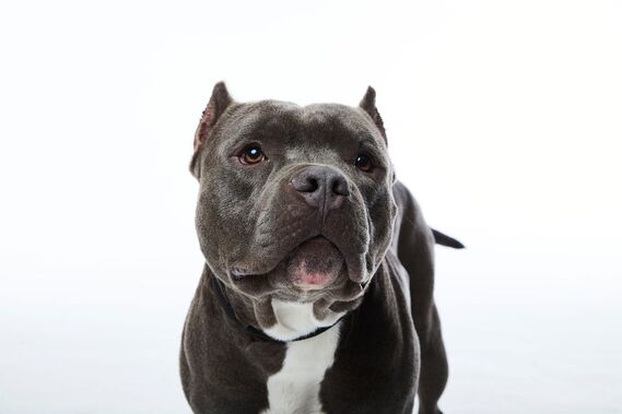 Pit Bull Dog Breed Profile: Temperament, Facts & More
